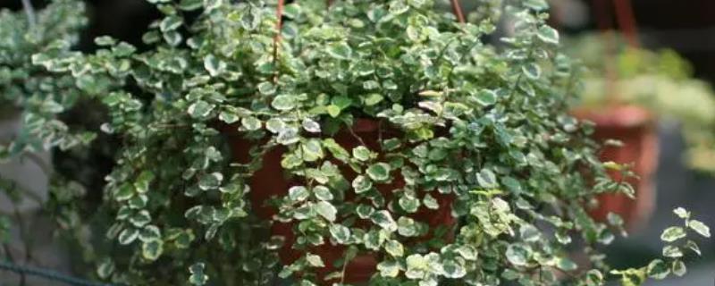 花叶辟荔应该怎么养护，夏季务必要防止强烈阳光直射