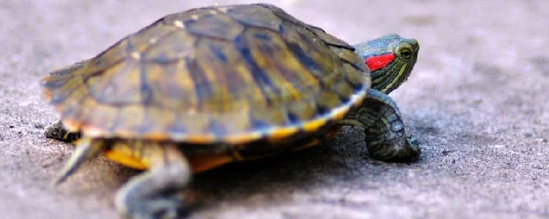 乌龟到底有没有耳朵，就在眼睛后方位置但是没有长出外耳