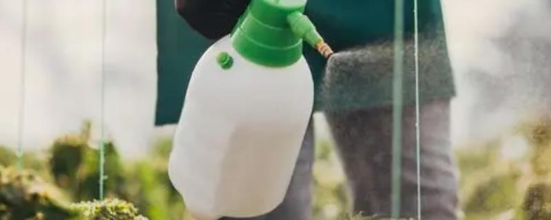 苄嘧磺隆的作用与功效，它可以有效防治多种多年生阔叶杂草