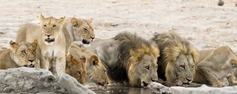 狮子尾巴具体有哪些作用，它们可以用来保持身体平衡以及驱赶蚊虫吗