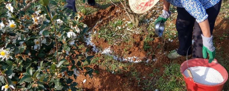 如何正确使用乙烯利催熟番茄，既能够全株喷洒也可以在采摘后浸泡果实