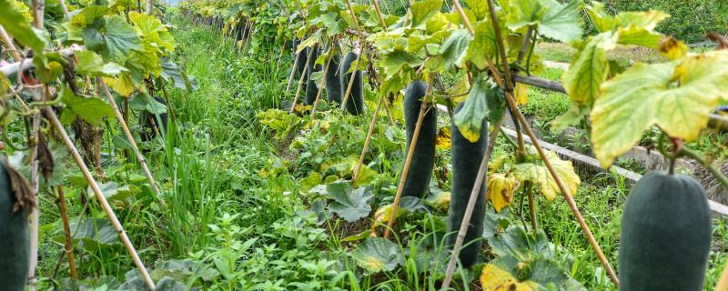 一亩地可以种植多少株黑皮冬瓜呢，这都与栽培方式密切相关联