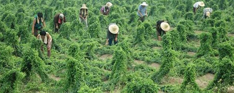 山药对肥料的需求特点有哪些，它在生长前期需要氮肥且中后期需要磷钾肥
