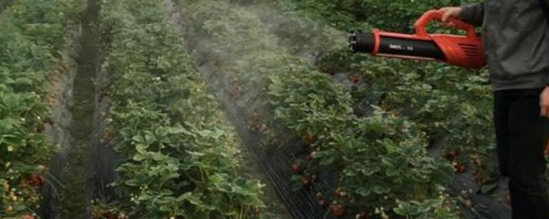 绿色食品应该怎么遏制农药药害，需严格控制农药使用剂量和配套浓度