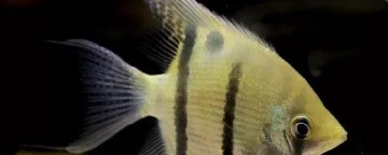 长吻神仙鱼到底好不好养，饲养虽然简单但不宜和其它的小鱼一起混养