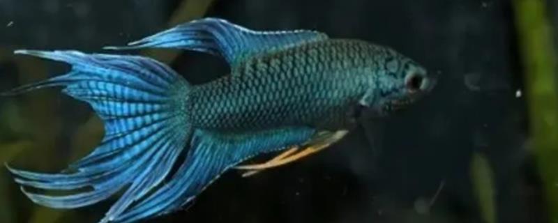 圆尾斗鱼的食物有哪些，可饲喂红虫和丰年虾以及各种人工鱼食