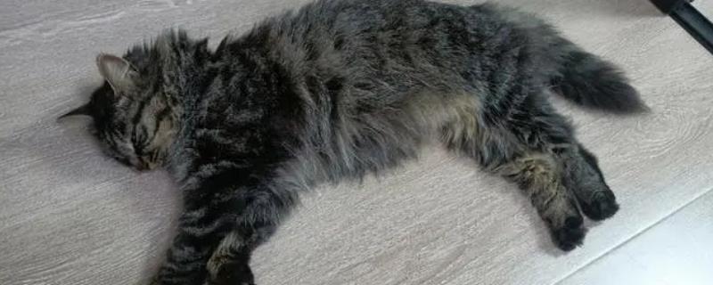 猫传腹并发症到底有哪些，内脏疾病主要包括肝脏损伤以及胰腺炎等