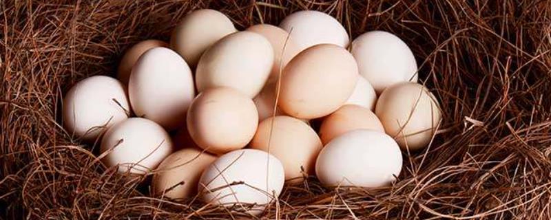 鸡下不出蛋的时候应该怎么办，在必要的情况下可以尝试采取人工助产的方法