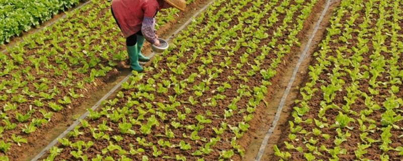 农作物应该如何挑选肥料产品，肥料施用时需要选择最合适的