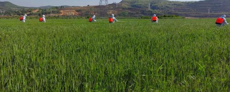 唑啉草酯在大麦田中对于禾本科杂草的防治效果，能有效灭杀黑麦草与野燕麦以及狗尾草等多种杂草