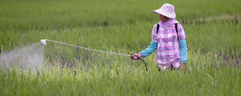 毒死蜱在什么时间喷施效果更好，建议在下午三点至六点之间进行喷药