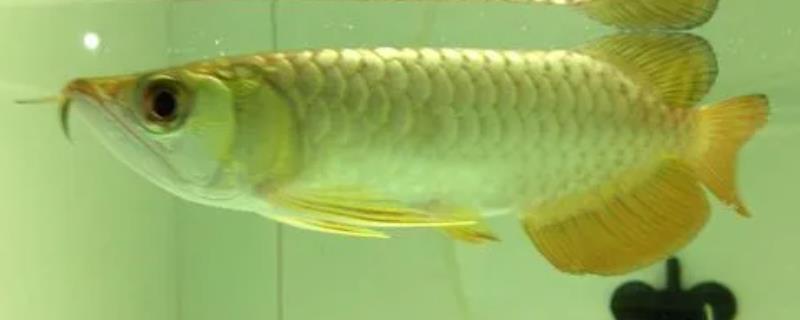 细框金龙鱼究竟好不好饲养，其养殖难度并不算高非常适合新手尝试