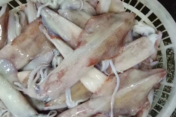 鱿鱼用什么呼吸,生活在水中用鳃呼吸