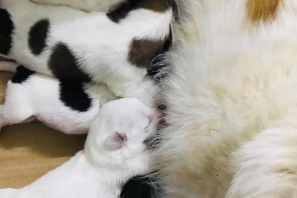 小奶狗怎么喂养,未满月和已满月的喂养方式不同