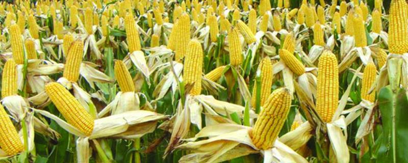 优迪919玉米种子的详细特征简介，从出苗生长到完全成熟需要101.5天