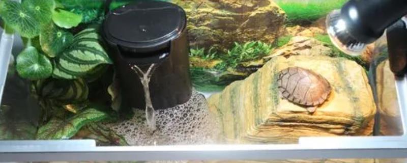 乌龟为什么一直拉屎呢，很可能说明它吃太多了