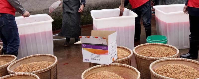 农药浸种的具体技巧有哪些，请务必注意这六点核心要素