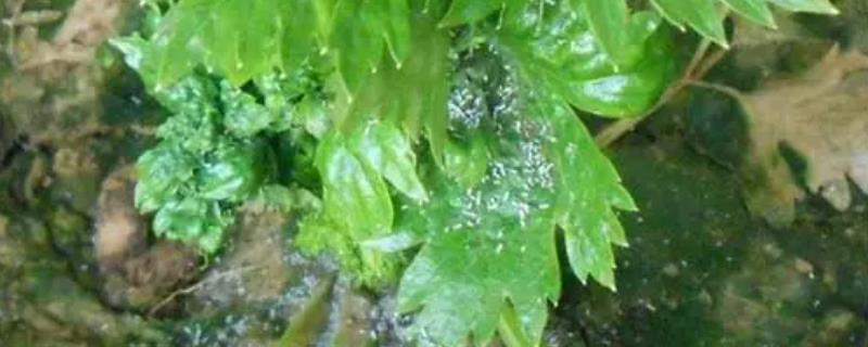 芹菜白粉虱的具体危害特点有哪些，受害后的叶片会逐渐褪绿变黄甚至萎蔫枯死