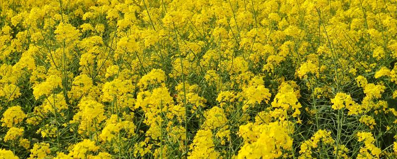 油菜在春天应该如何进行管理，立春后要根据田间具体长势来及时追施肥料