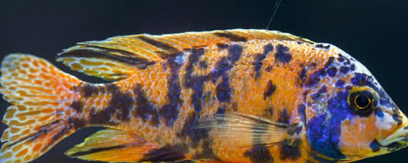 新金元宝慈鲷到底好不好养，养好这种鱼确实需要一定的养殖经验