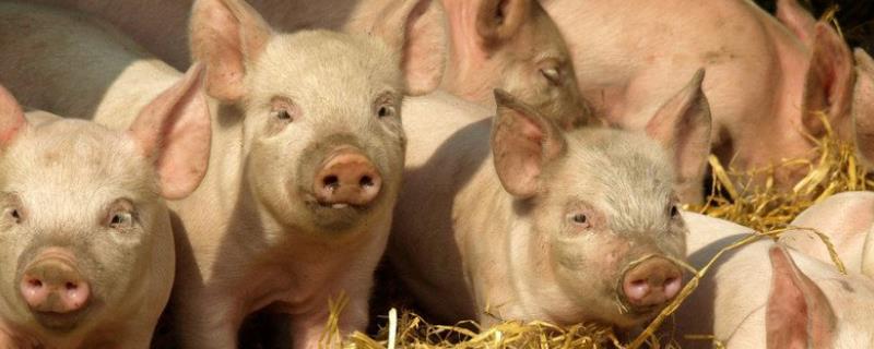 出现非瘟会感染全场猪群吗，未及时隔离病猪会迅速感染全部健康猪群吗