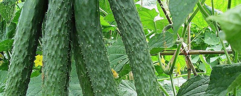春棚种植黄瓜的注意事项有哪些，首先要选择比较优良的品种