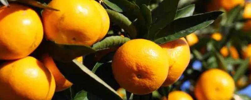 9月份柑橘如何有效管理，同时要适当控制施肥量