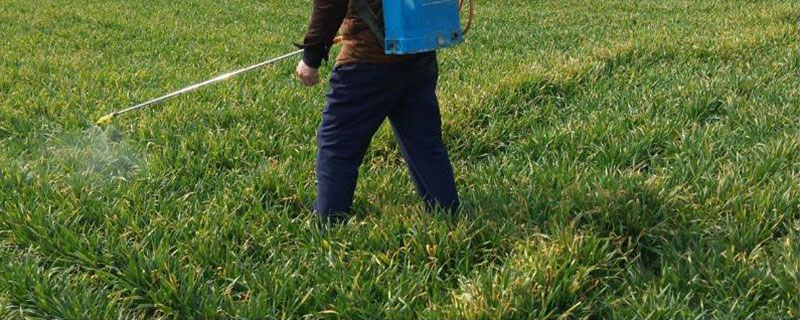 在什么时间使用玉米除草剂效果比较好，上午十点之前和下午六点之后的药效发挥更好