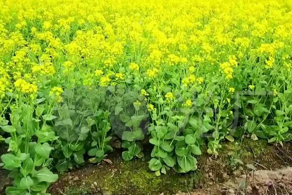 油菜春天怎么管理,立春后要根据田间长势追施肥料
