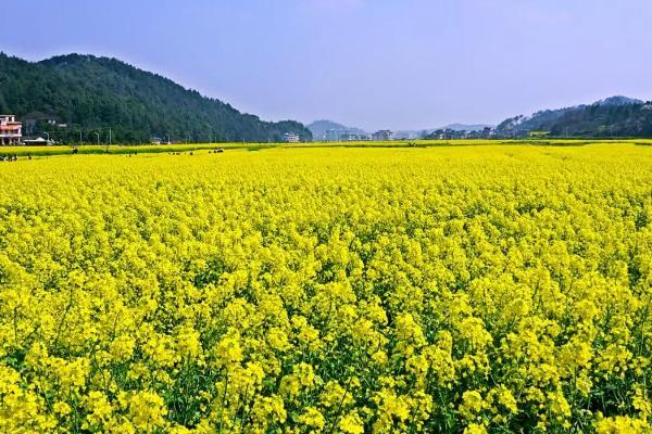 油菜春天怎么管理,立春后要根据田间长势追施肥料
