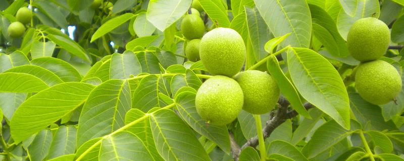 核桃树到底是否适合在院子中种植，可以种植但必须确保拥有足够广阔的空间