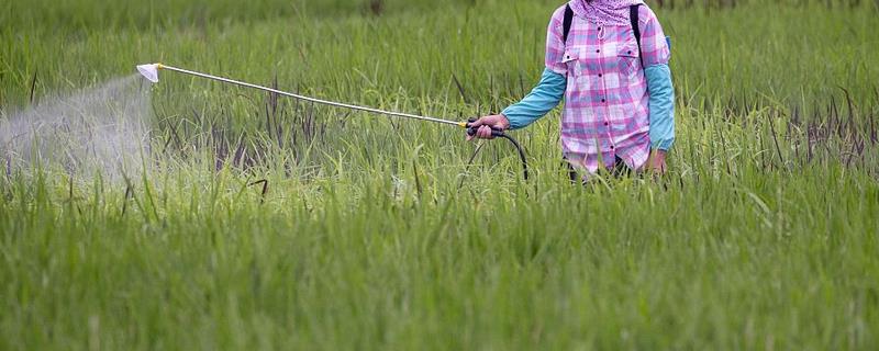 菌核净能防治哪些农作物病害，它对灰霉病和菌核病的防治效果确实非常神奇
