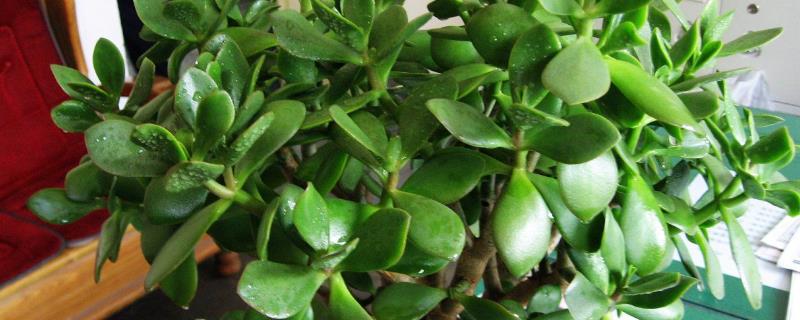 应当如何修剪玻璃翠，长势过高的枝条可以将它们全部剪除