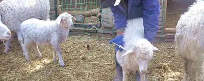 羊三联四防疫苗注射的具体操作方法，可以采取皮下注射方式也可以选择肌肉注射方式