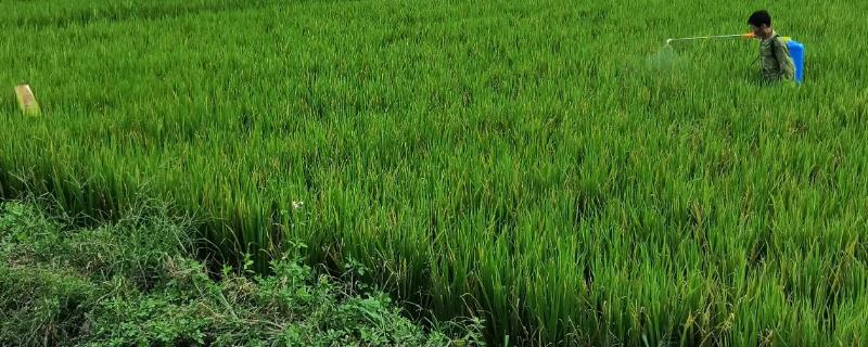 溴氰菊酯主要适用于哪些作物，包括十字花科蔬菜与瓜类蔬菜等都适用