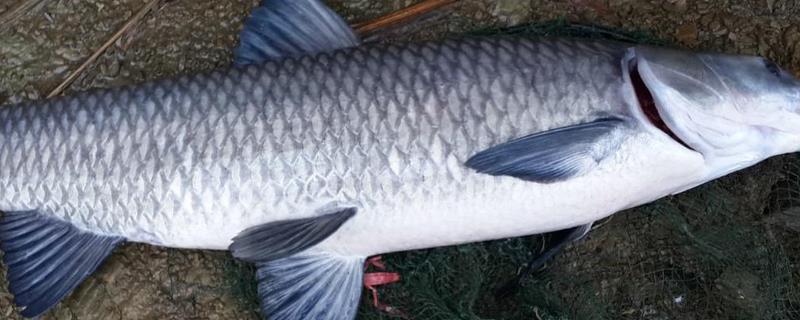 青鱼到底有没有刺，它属于有刺鱼类但其中的小刺数量相对较少