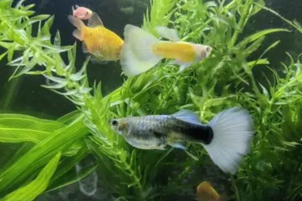 缎带孔雀鱼的来源,属于基因遗传