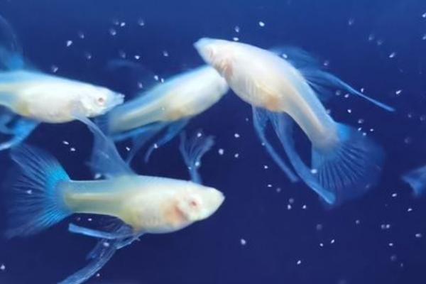 缎带孔雀鱼的来源,属于基因遗传