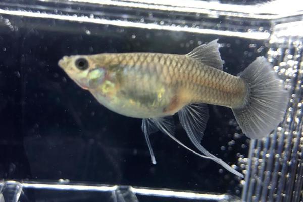 缎带孔雀鱼的来源,属于基因遗传