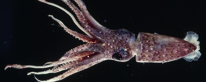 鱿鱼到底用什么呼吸呢，水生动物是不是都用鳃呼吸