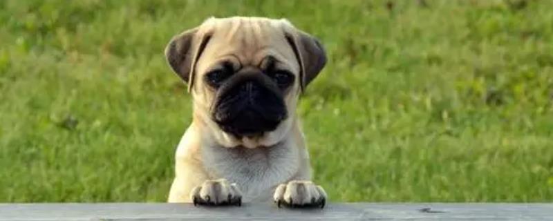 幼龄小奶狗应该怎么喂养，未满月和已经满月的具体喂养方式大不相同