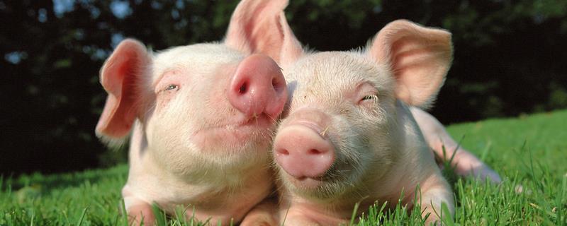 可以治疗仔猪关节肿大的药物，具体的用药要取决于仔猪的实际发病症状