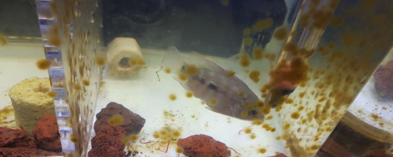 鱼缸里产生这些黄斑的原因是什么，说明鱼缸内已经长出褐藻了