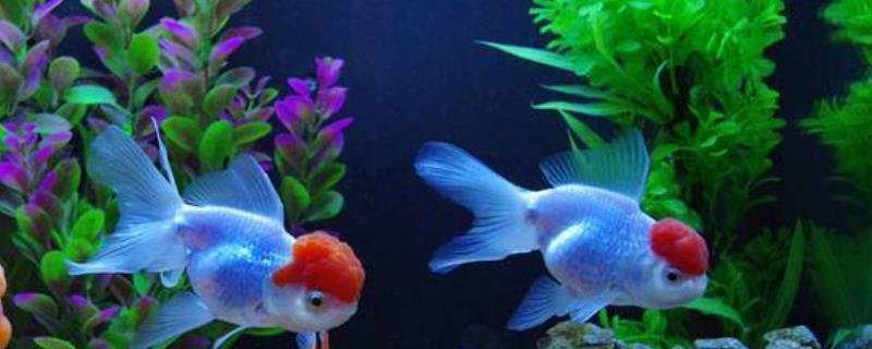 养金鱼需要经过多久未死亡才算挑战成功，经过2周时间依然存活是否就算成功饲养