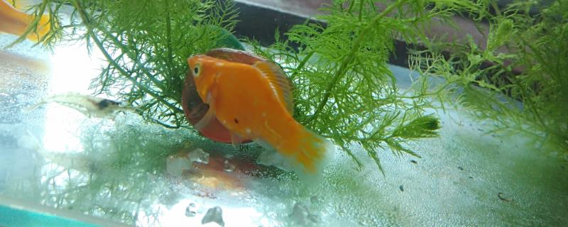 玛丽鱼为什么总是容易患上白点病，水温和光照条件不达标就非常容易导致此病发生