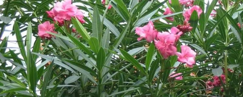 究竟应该如何养殖夹竹桃，在八九月份务必要注意疏根