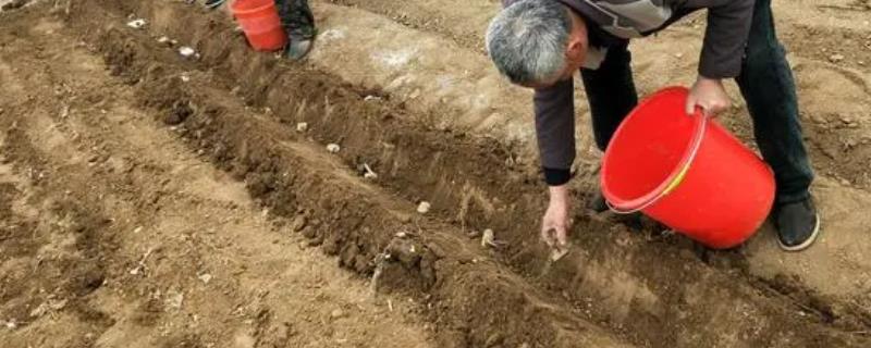 钙镁磷肥的作用是什么，它能改良酸性土