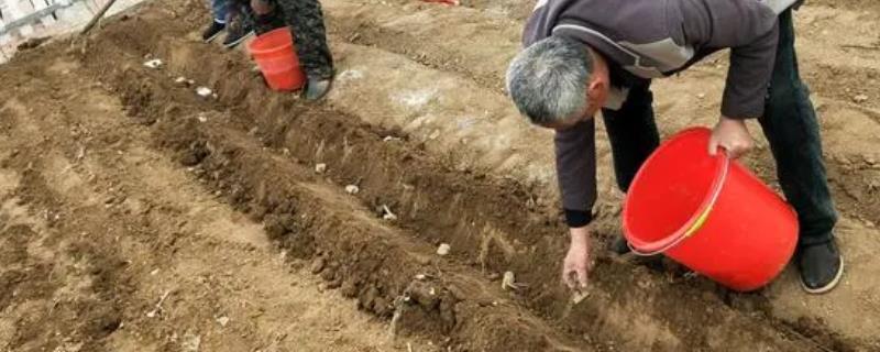 夏天应该怎么保存化肥，化肥肥料要坚持单存单放并且避免阳光暴晒