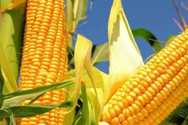 阳光99玉米种的特征特性,夏播生育期为96-101天