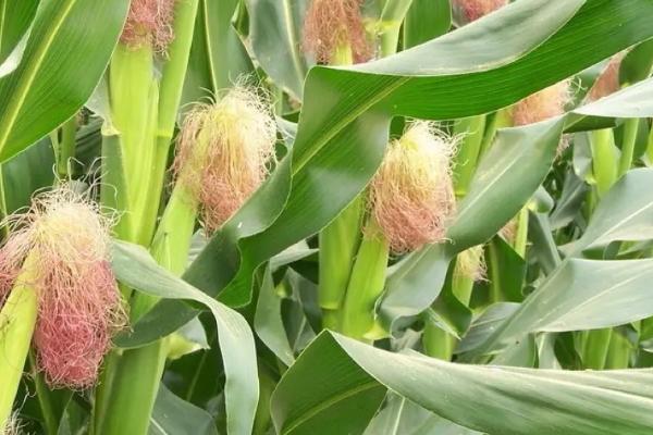 阳光99玉米种的特征特性,夏播生育期为96-101天